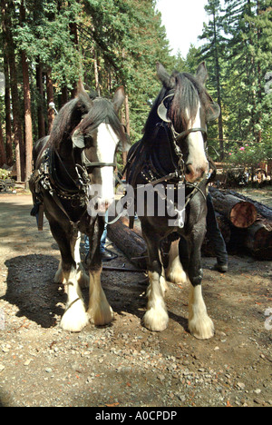 Front view of two draft horses are about to be hitched up to drag a redwood log to a saw mill in Occidental California Stock Photo