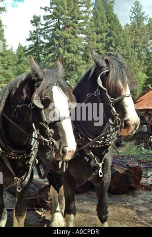Closeupo front view of two draft horses are about to be hitched up to drag a redwood log to a saw mill in Occidental California Stock Photo