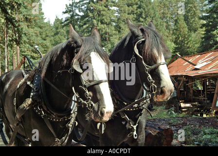 Closeup front view of two draft horses are about to be hitched up to drag a redwood log to a saw mill in Occidental California Stock Photo
