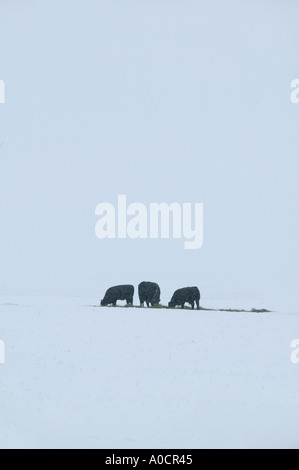 Cows eating dropped hay in snowy field Near Joseph Oregon Stock Photo