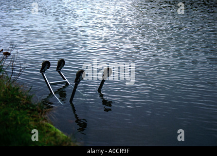 An abandoned supermarket shopping trolley in upside down in a river Stock Photo