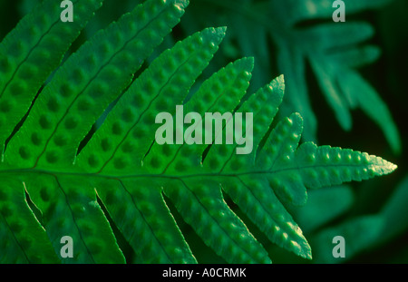 Common Polypody Fern, Polypodium vulgare. Leaf showing sori Stock Photo