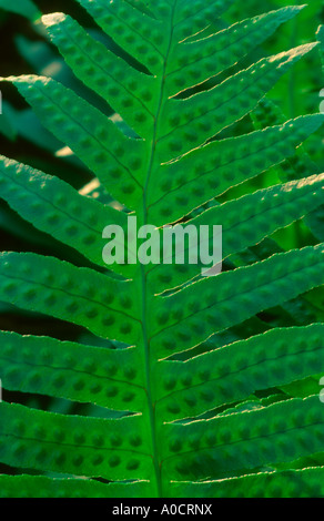 Common Polypody Fern, Polypodium vulgare. Leaf showing sori Stock Photo