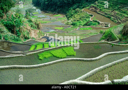 Terraced rice fields Banaue Luzon Philippines Stock Photo