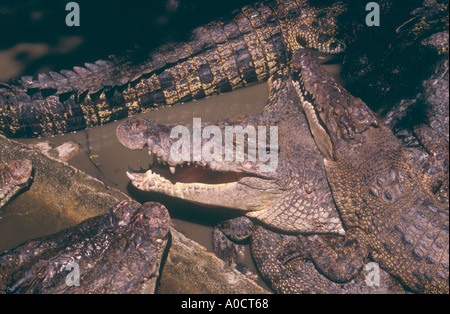 A tangle of Saltwater Crocodiles Crocodylus porosus Jurong Reptile Park Singapore Stock Photo