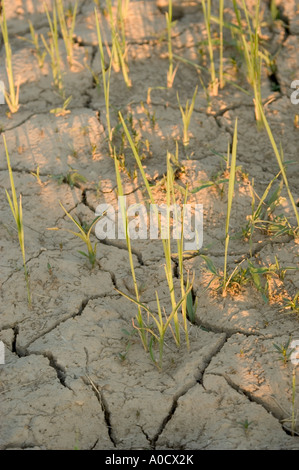 Drought in rice field Stock Photo - Alamy