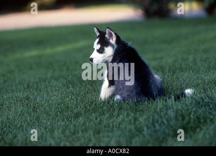 Siberian Husky puppy Stock Photo