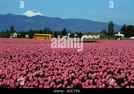 Tulip festival in Skagit Valley Washington State. Mt Baker can be seen in the background Stock Photo
