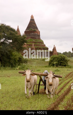 Stock photograph of a farmer ploughing with two oxen amongst the stupas on the plains at Bagan in Myanmar 2006 Stock Photo