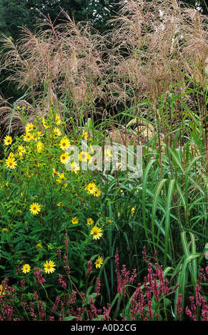 MISCANTHUS SINENSIS 'ROLAND', PERSICARIA AMPLEXICAULIS 'ATROSANGUINEA' HELIANTHUS 'LEMON QUEEN' Stock Photo