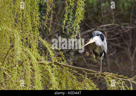 Grey Heron or Ardea cinerea perching on a willow tree branch in Hyde Park in London and scratching its head with its foot Stock Photo