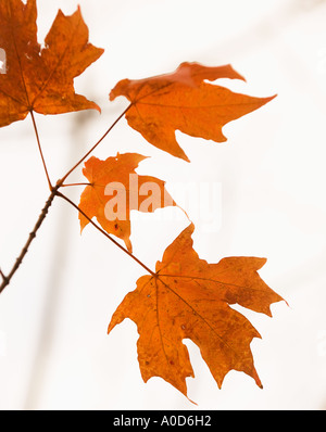 Autumn leaves closeup Stock Photo - Alamy