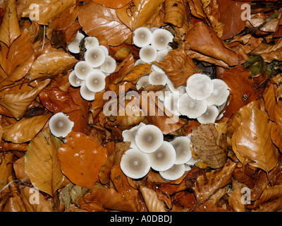 Group circle of mushrooms fungi growing on the forest floor near Haarlem the Netherlands Stock Photo