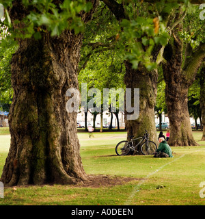 Path of old Plain trees in  London Fields Park east London England UK Stock Photo