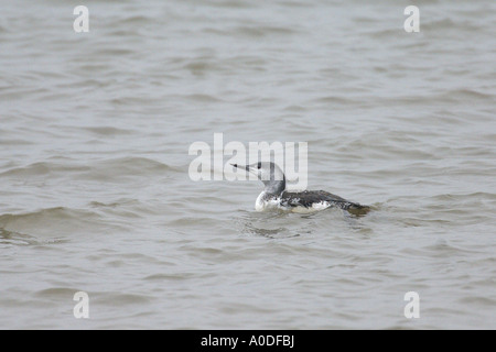 Red throated diver Gavia stellata winter adult on sea Norfolk England October Stock Photo