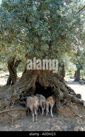 Shabby sheep taking refuge from the hot sun in the hollow of an ancient olive tree Stock Photo