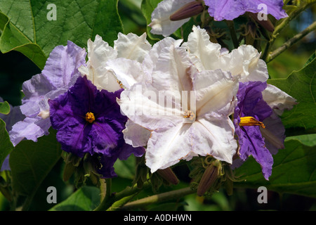 Giant Star Potato Tree Solanum macranthum Flowering Stock Photo