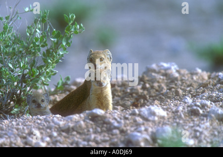 Yellow Mongoose Cynictis penicillata Stock Photo