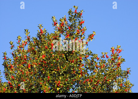 Red Holly berries against cloudless bright blue sky Stock Photo