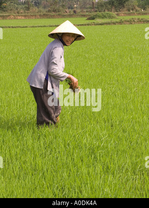 Vietnam Central Hoi An Cam Kim Island agriculture smiling woman transplanting rice in paddy field Stock Photo