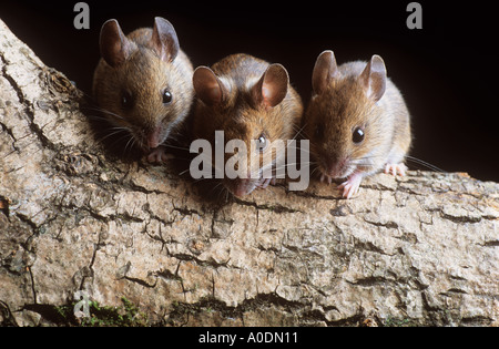 Three mice on a log