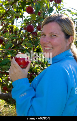 A woman eating an apple she just picked in an orchard near Emmett Idaho ...