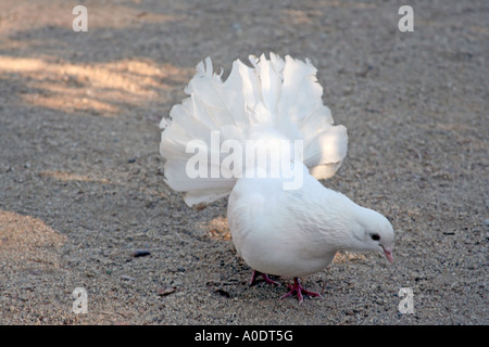 white fantail dove feathers spread out Stock Photo