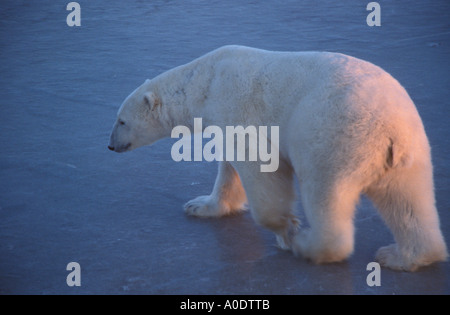 Wapusk National Park Hudson Bay Cape Churchill Manitoba Canada Polar Bear on ice tundra at sunset Stock Photo