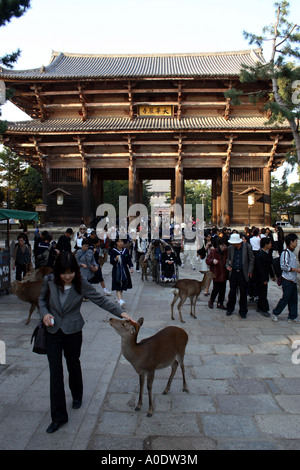 A Japanese woman petting a tame deer at the entrance to Todaiji temple in Nara city, Japan. The deer roam the park freely Stock Photo