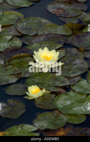 Water lilly in a pond Yellow Stock Photo