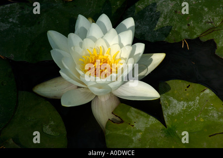 Water lilly in a pond White Stock Photo