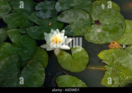 Water lilly in a pond White Stock Photo