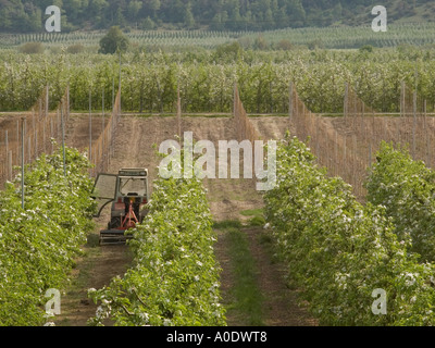 tractor amongst blossoming rows of young apple trees in Alto Adige Italy Stock Photo