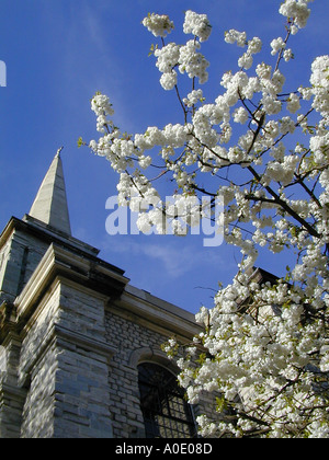 church spire against blue sky with white cherry blossom Stock Photo