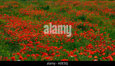 Red Poppy Flowers In Fields in Tolna county, Hungary Stock Photo