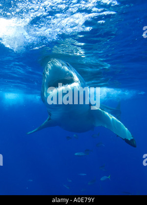 Isla Guadelupe Mexico Great white sharks November 2006 Great white shark mouth agape ready to attack prey Stock Photo