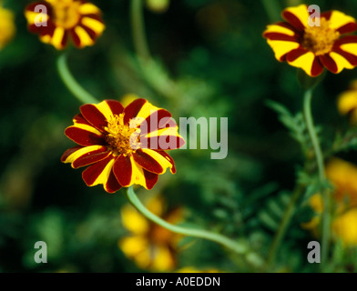 French marigold calendula tagetes compositae Stock Photo