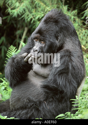 Male Silverback mountain gorilla Mgahinga National Park Uganda Stock Photo