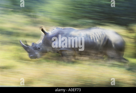 Charging black rhinoceros