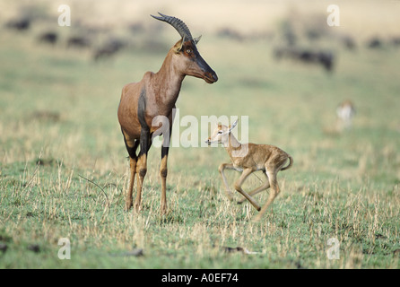 Topi with new born calf Masai Mara Kenya Stock Photo