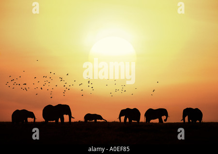 Elephants with birds at sunrise Masai Mara Kenya Stock Photo