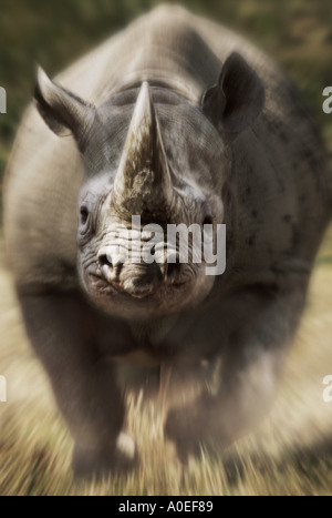 Charging black rhinoceros Kenya Stock Photo