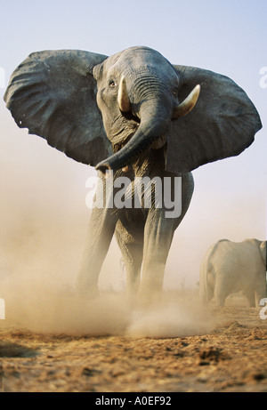 Charging bull elephant Savute Botswana Stock Photo