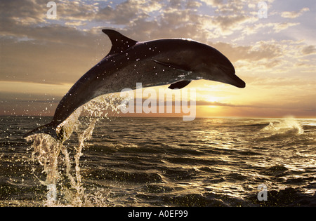 Bottlenose dolphin at sunset South Africa Stock Photo