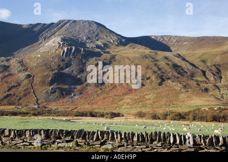 Dry stone wall and sheep in Nant Ffrancon valley below Mynydd Perfed in Snowdonia National Park Bethesda Gwynedd North Wales UK Stock Photo