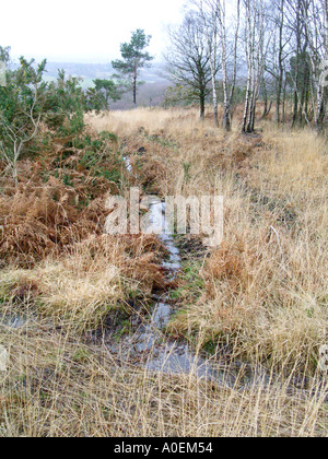 A stream across grassland at Ashdown forest in Sussex England Stock Photo