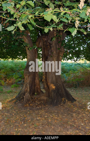 Tree split in two, Bushey Park, London Stock Photo