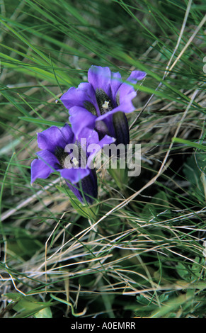 Close up of Koch's Gentian Gentiana acaulis flower Alps Switzerland Stock Photo