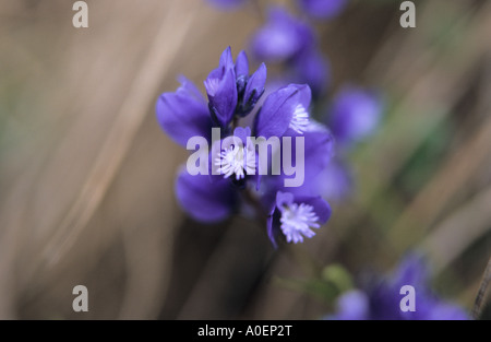Close up of Subalpine Milkwort Polygala alpestris flowers Stock Photo