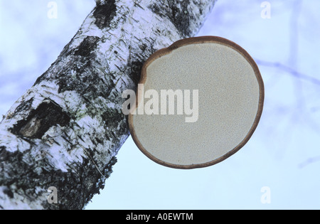 Birch Polypore Piptoporus betulinus on tree stem Stock Photo